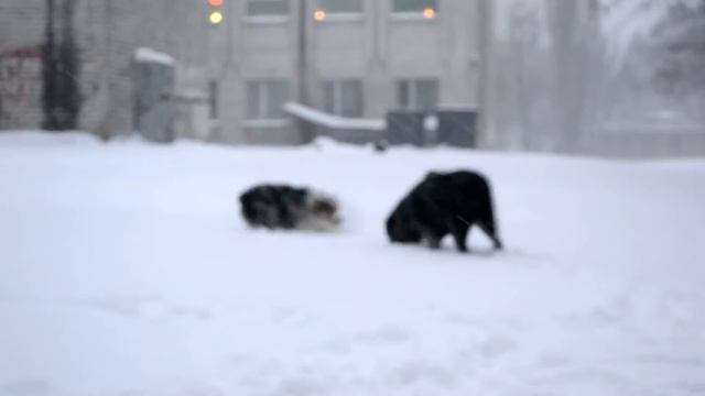 Santa & Troy смотреть онлайн