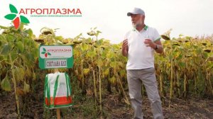 Самый ранний гибрид подсолнечника Clearfield ® Plus в России СВЕТЛАНА КЛП.