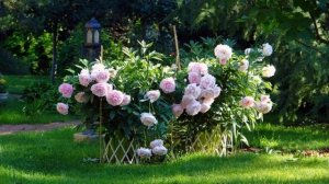 Пион Мисс Америка (Paeonia Miss America)