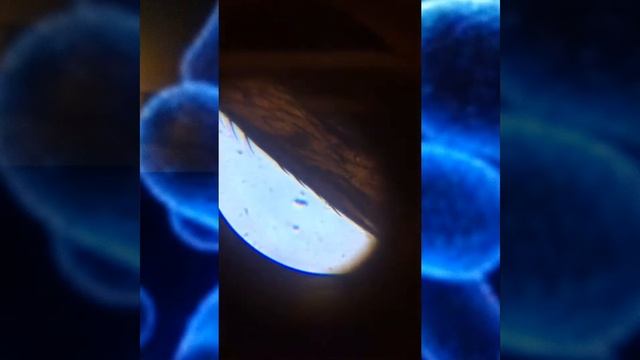 Стебель хлопчатника , лапка домашней мушки, эпидермис лука 64,160,640x смотреть онлайн