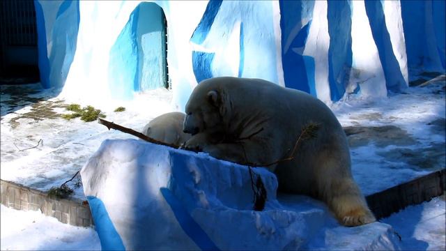 Белые медведи Кай и Герда разбирают елку. 15.03.18 г. смотреть онлайн