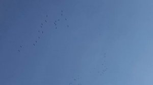 Крики журавлей / прилетели журавли / овсянки