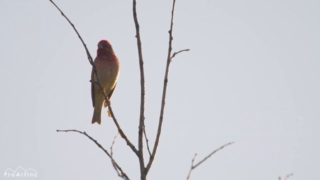 Птица ЧЕЧЕВИЦА - Интересные факты о животных - Познавательное видео 4К смотреть онлайн