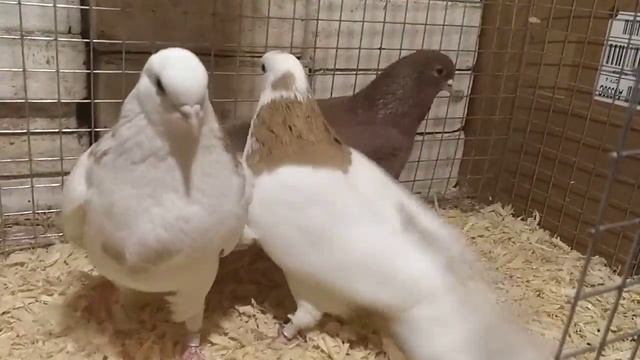 Ижевские высоколётные смотреть онлайн