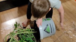 Выращивание картофеля на балконе.