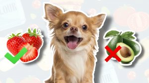 ЧЕМ МОЖНО И НЕЛЬЗЯ КОРМИТЬ СОБАКУ | ПОЛЕЗНЫЕ И ВРЕДНЫЕ ПРОДУКТЫ ДЛЯ СОБАК