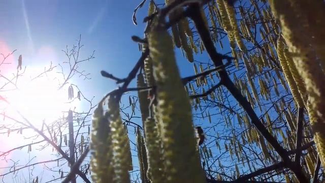 16.01.2019г цветёт ранний сорт фундука смотреть онлайн