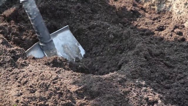 Как посадить саженец яблони? Советы от эксперта Hitsad ?