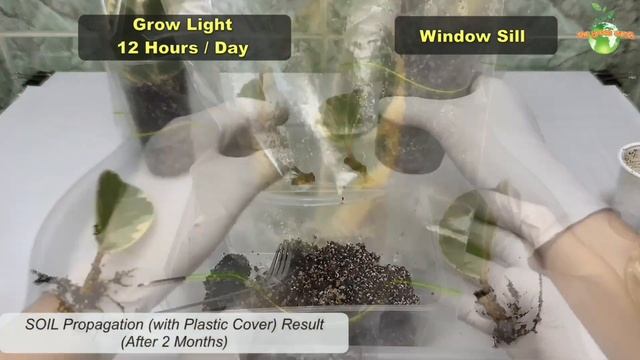 Rubber Plant Ficus Elastica Ficus Tineke | Care & Propagation | Indoor Plants | Part 3 смотреть онлайн