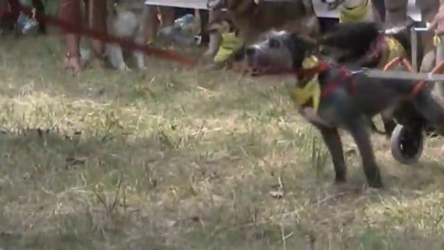 Кубок Барбоса 2014 смотреть онлайн