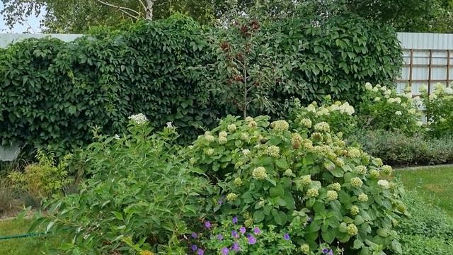 Прогулка по саду: Обзор ГОРТЕНЗИЙ. Какие удобрения использую. смотреть онлайн