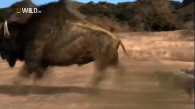 Arctodus vs Dire Wolf - Арктодус против Ужасного Волка [RUS] смотреть онлайн