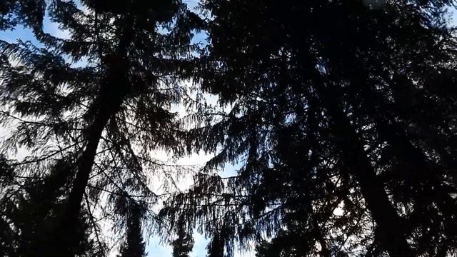 № 1779 23. 10 . 2021 Ветер, птицы, белка смотреть онлайн