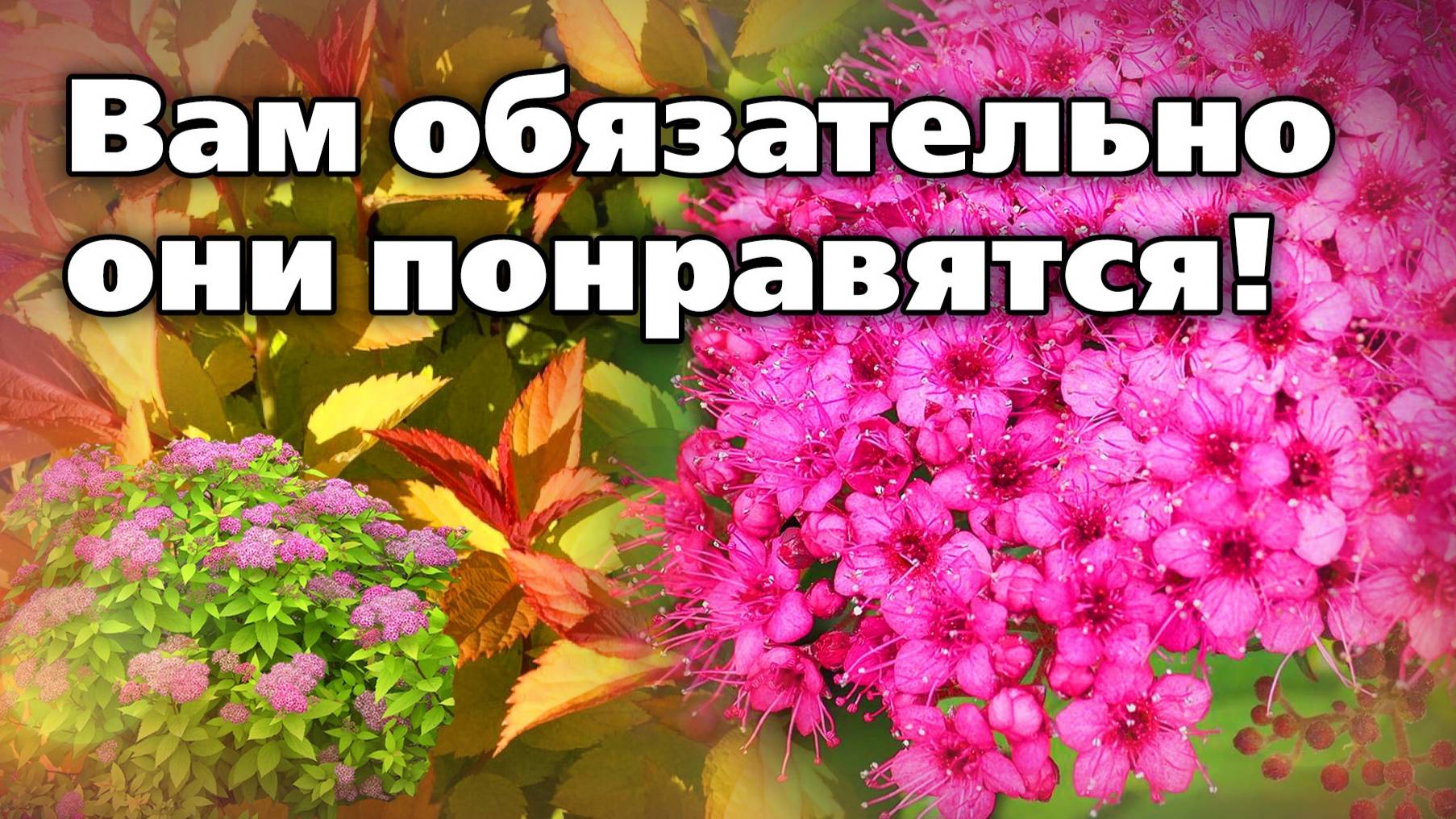 Новые сорта японской спиреи. Яркие цветы, необычные листья смотреть онлайн