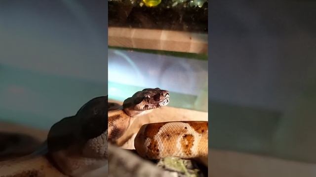Boa Constrictor Common смотреть онлайн
