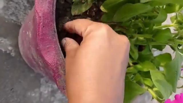 सर्दियो के पौधो कि देखभाल 🙂🌄 #winter flower care #naturelover#petuniya #gardening ideas #viral vide смотреть онлайн