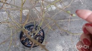 Цветочные почки на голубике могут появляться ещё и в марте.