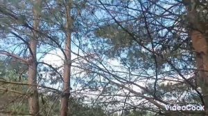 проверка ловушек на пчёл спустя 2 недели (1-й маршрут)
