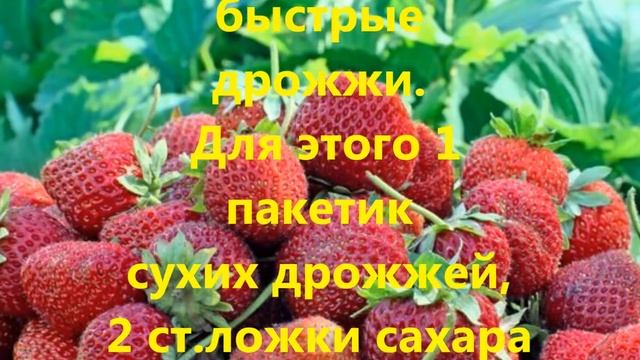 Клубнику подкармливаем дрожжами! смотреть онлайн