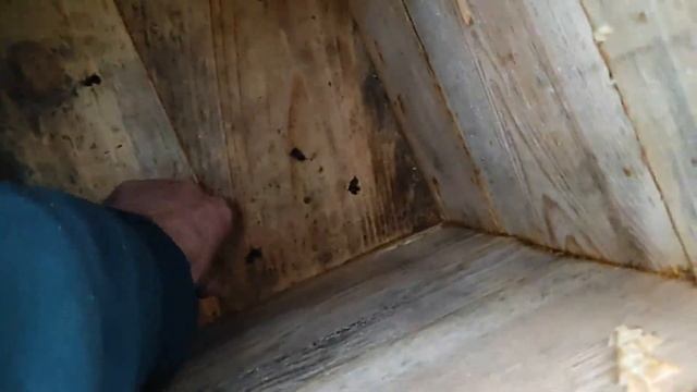 16 янв. 2023г. Зимовка с верхними летками. Ждём крещенские дожди. смотреть онлайн