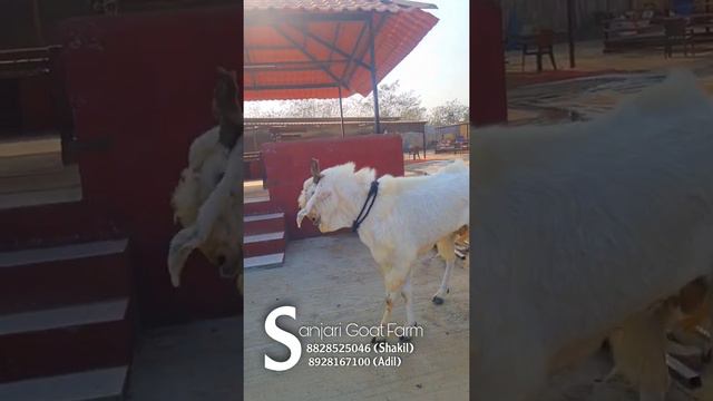 White Kota Goat at Sanjari Goat Farm смотреть онлайн