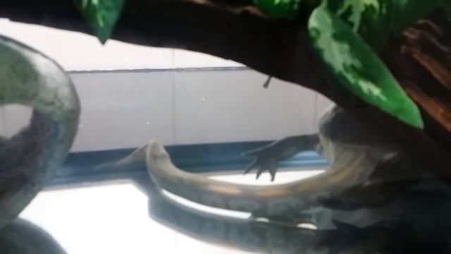 Warning! Budgett's Frog Eats Ball Python смотреть онлайн