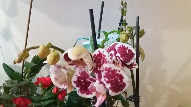 Ринхостилис гигантея Альба в цвету и мои валентинки! смотреть онлайн