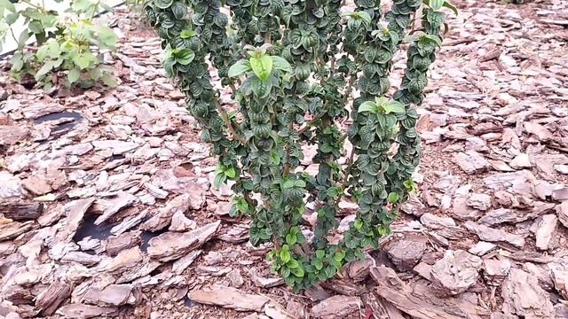 Дерен кроваво красный cornus sanguinea Compressa смотреть онлайн