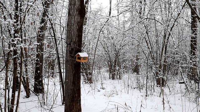 ASMR АСМР ХРУСТ СНЕГА В ЗИМНЕМ ЛЕСУ | CRISE OF SNOW WINTER FOREST