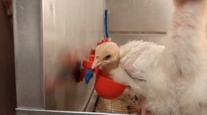 Вес индюшат в 2 недельном возрасте. 14 дней жизни индюшатам