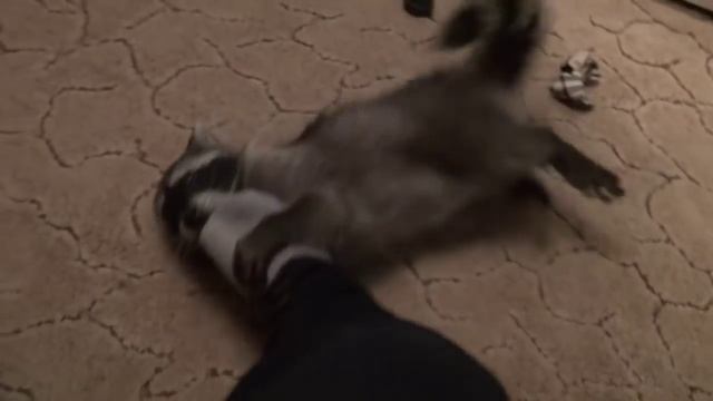 Топ 5 лучшие видео с енотами. Как играть с енотом. How to play with raccoon. смотреть онлайн