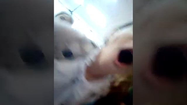 мой школьный день!  как привлечь внимание в школе? допрос одноклассников