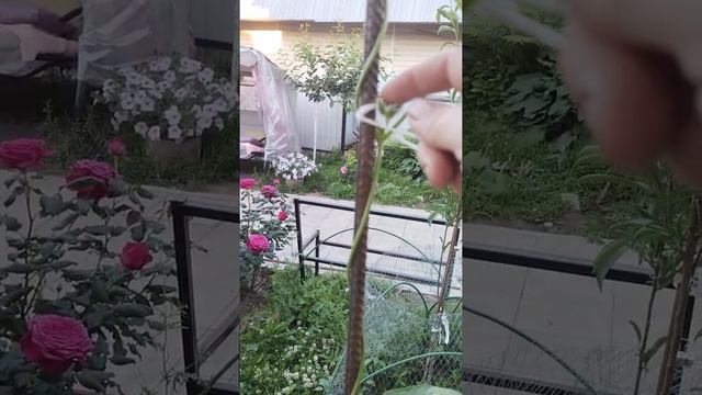 Что такое Вигна. смотреть онлайн