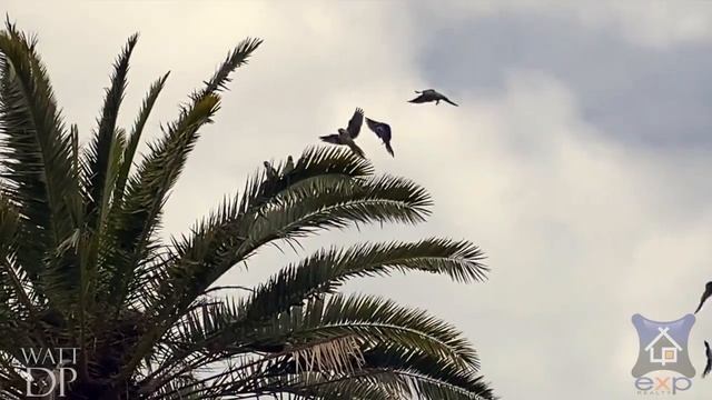 Cape Coral City Parks смотреть онлайн