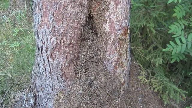 Жизненные цели смотреть онлайн