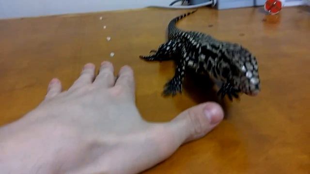 Копа исследует и кусается за пальцы смотреть онлайн