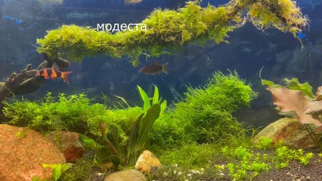 Много разных боций в аквариуме 240 л #Botia#loaches смотреть онлайн