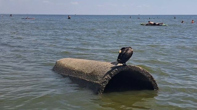 Таганрогский Баклан.mp4