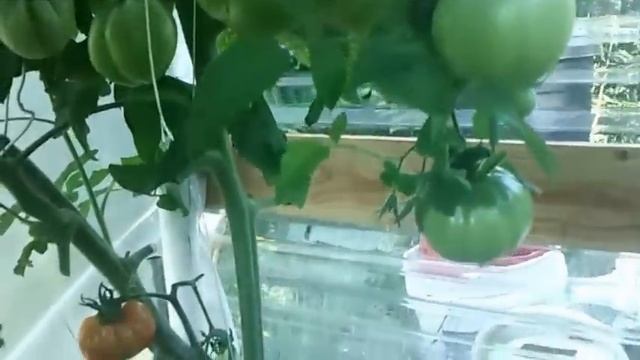 Deep Water Hydroponic System- Easy to Grow Tomatoes смотреть онлайн
