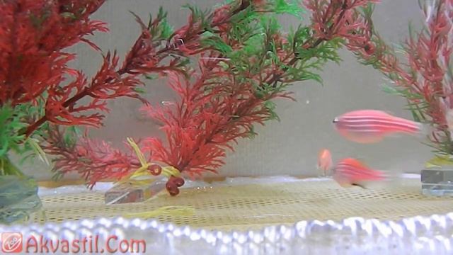 Данио-рерио. Аквариумные рыбки. Аквариумистика. Аквариум онлайн. смотреть онлайн