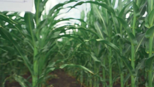 Инновационный день поля BASF 2019 смотреть онлайн