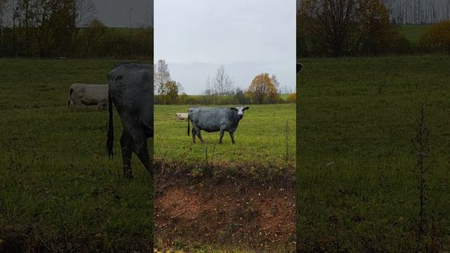 СИНЯЯ КОРОВА ЛАТВИЙСКАЯ смотреть онлайн
