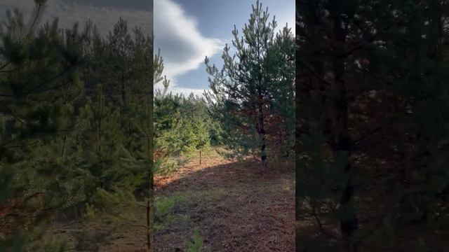 Участок 22 сотки №1745 Посёлок Бор / Село Сельская Маза, Нижегородская область ИЖС смотреть онлайн