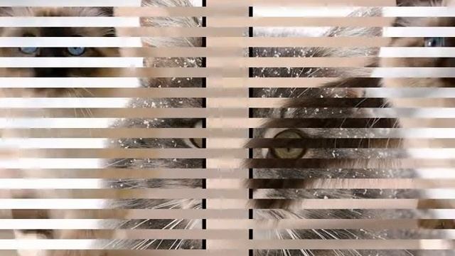 Корма для кошек эконом класса