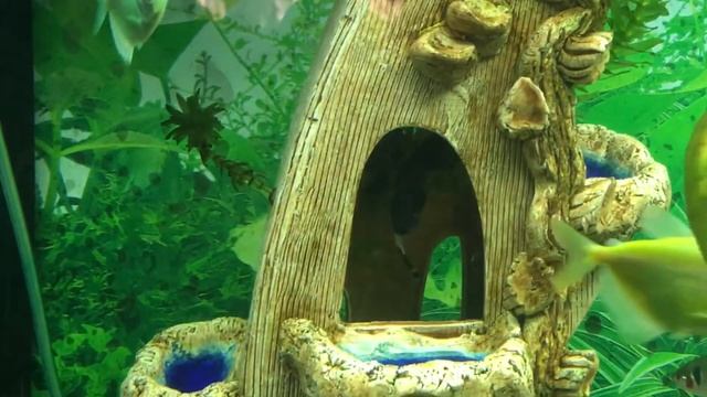 Рыбка чёрный нож в общем аквариуме смотреть онлайн