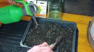 огурец Красавчик Хикмет F1- для зимнего огорода ,лоджий и подоконников .