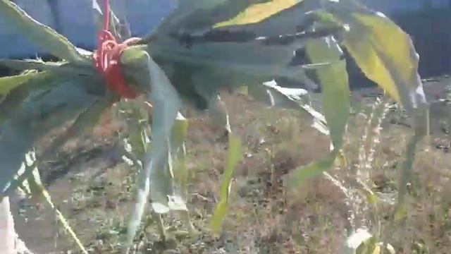 Как высушить листья от кукурузы/дома легко/#кролиководство смотреть онлайн