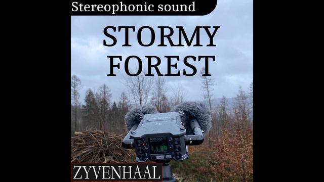 Stormy forest | Field Recording Ambience: Rainy Day, Forest Atmosphere, and Other Calming Sounds смотреть онлайн