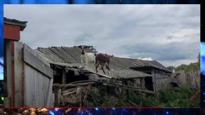 Прощанье с Любой у деда Матвея ... ? ? ? ? ?