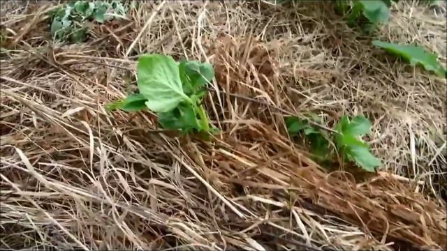 Выращивание картофеля под соломой (Growing potatoes under straw) смотреть онлайн